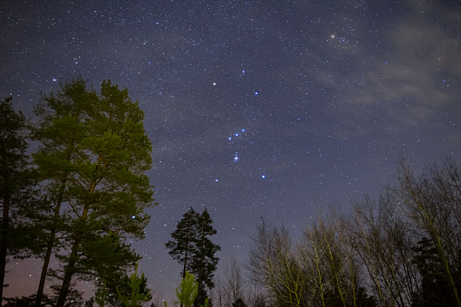 Orion constellation on a night sky above forest, night outdoor scene