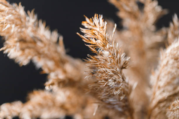 istock Macro view of dried grass for creating interior design decoration. 1209318048