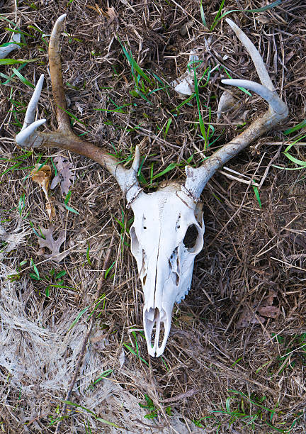 istock Deer Skeleton Skull with Antlers on Dry Weeds 120931895
