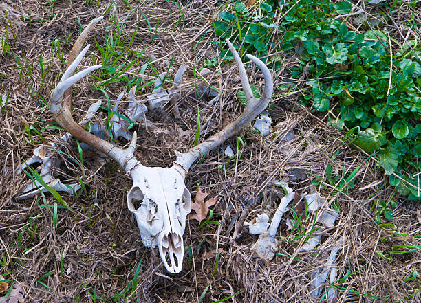 istock Deer Skeleton with Skull and Antlers on Ground 120931919