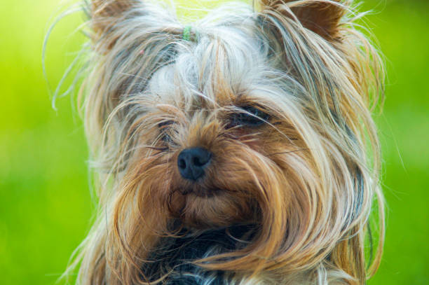 istock shy Yorkshire Terrier close up 1209319386