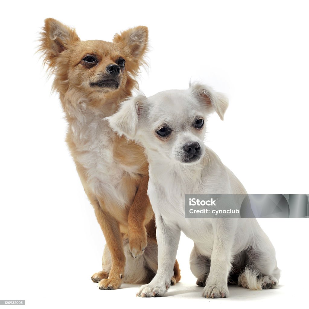 two chihuahuas portrait of two purebred  chihuahua in front of white background Animal Stock Photo