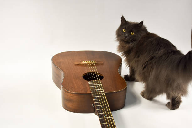 istock beautiful acoustic six-string guitar on a white background and gray cat 1209320610
