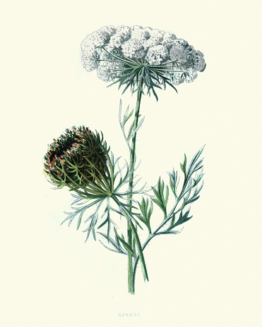 Vintage engraving of Daucus carota, whose common names include wild carrot, bird's nest, bishop's lace. A  flowering plant in the family Apiaceae