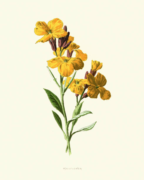 Erysimum, yellow wallflower, botanical flower print Vintage engraving of Erysimum, or wallflower, is a genus of flowering plants in the cabbage family, Brassicaceae. erysimum stock illustrations