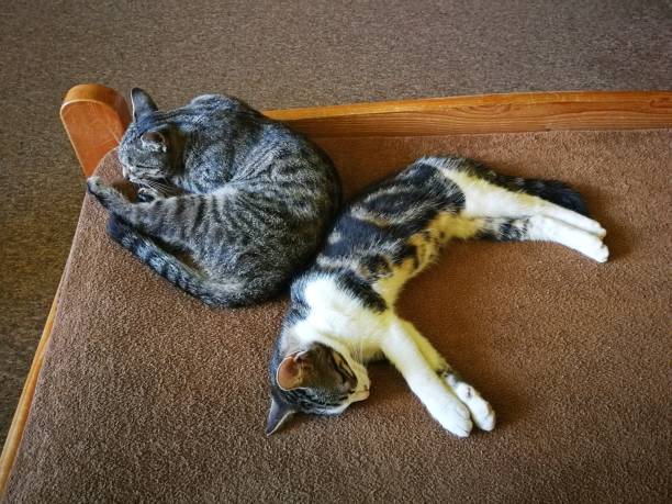 istock Cats two sleeping on a bed covered with brown upholstery 1209321290