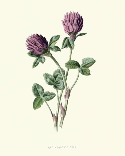 illustrazioni stock, clip art, cartoni animati e icone di tendenza di trifolium pratense, trifoglio rosso, stampa floreale botanica - botanical illustration