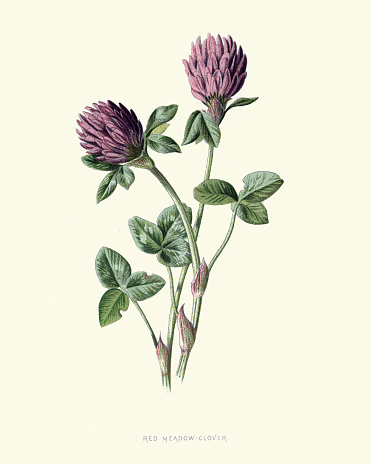 Vintage engraving of Trifolium pratense, the red clover, is a herbaceous species of flowering plant in the bean family Fabaceae
