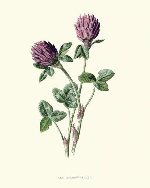 Trifolium pratense, red clover, botanical flower print Vintage engraving of Trifolium pratense, the red clover, is a herbaceous species of flowering plant in the bean family Fabaceae botany stock illustrations