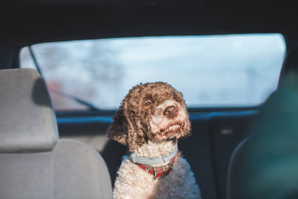 cute dog riding in the backseat of the car dog riding in the backseat of the car lagotto romagnolo stock pictures, royalty-free photos & images