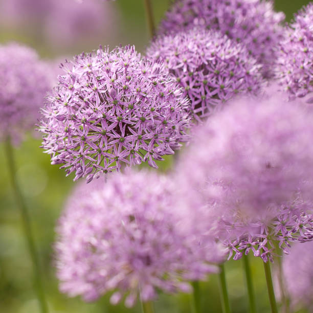istock spherical bright and funny lilac allium flowers 1209327729