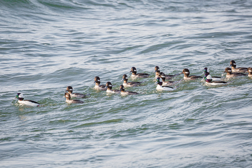 A Flock Of Male And Female Bufflehead Ducks