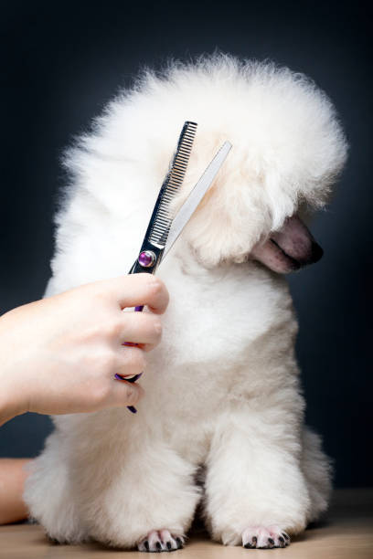 istock dog portrait hairbrush hand table 1209330428