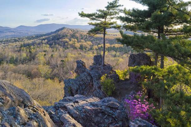istock Spring awakening of nature in the taiga forest. 1209332684