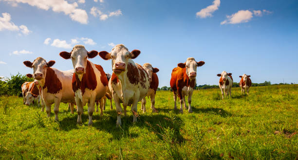 istock Red cows in the pasture 1209332769