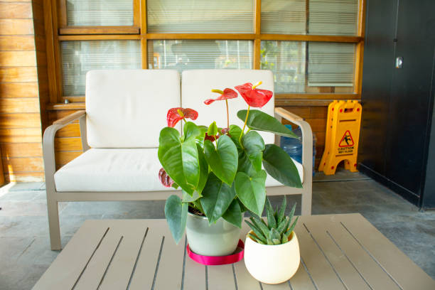 Red flamingo flowers, Anthurium andraeanum, photo of the plant. In flowerpot on the wooden table. Photographed inside the house. Red flamingo flowers, Anthurium andraeanum, photo of the plant. In flowerpot on the wooden table. Photographed inside the house. There is a white seat in the background. anthurium stock pictures, royalty-free photos & images