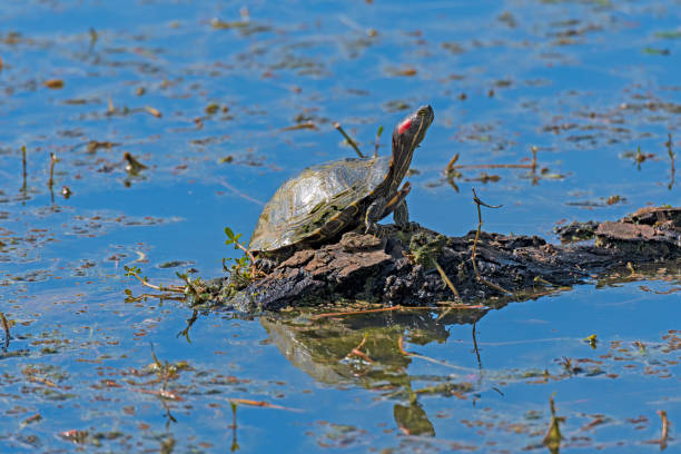 Sunbathing red eared slider turtles on tree trunk in a pond.