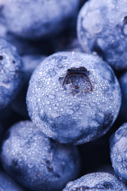 istock Surface is covered with a thick layer of blueberries, moorland harvest. Natural  background. Vaccinium uliginosum (bog bilberry, bog blueberry, northern bilberry or western blueberry) heath family 1209337341