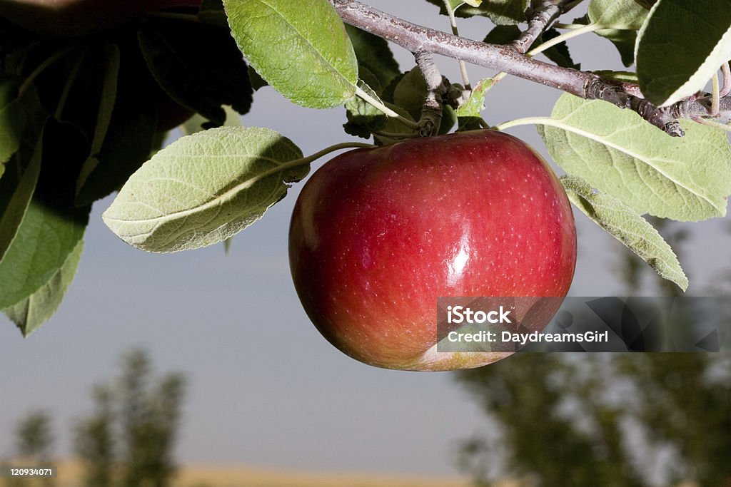 Una deliciosa en el árbol de manzana - Foto de stock de Agricultura libre de derechos