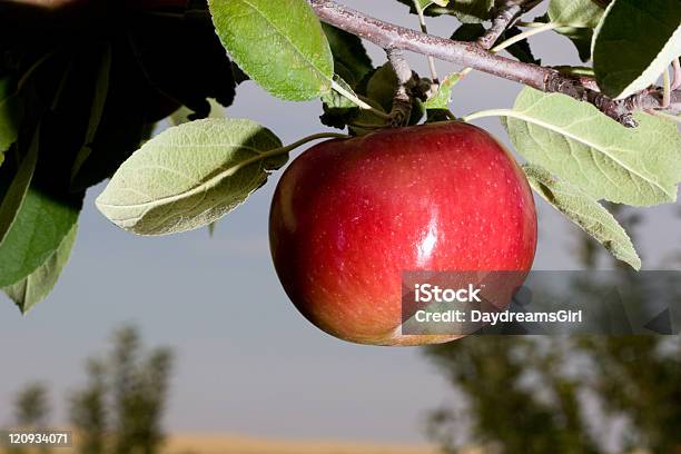 Una Deliciosa En El Árbol De Manzana Foto de stock y más banco de imágenes de Agricultura - Agricultura, Aire libre, Alimento