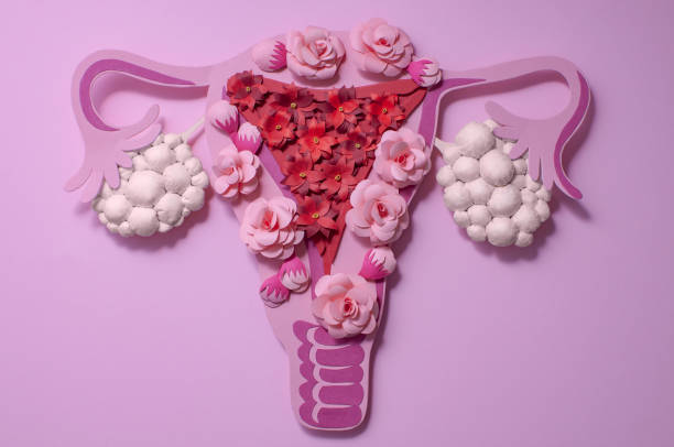Concept polycystic ovary syndrome, PCOS. Women reproductive system. Concept polycystic ovary syndrome, PCOS. Paper art, awareness of PCOS, image of the female reproductive system polycystic ovary syndrome photos stock pictures, royalty-free photos & images