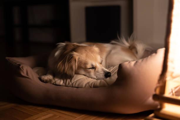 Dog sleeping in his bad Portrait of a beautiful lap dog sleeping in his bed at night dog bed stock pictures, royalty-free photos & images