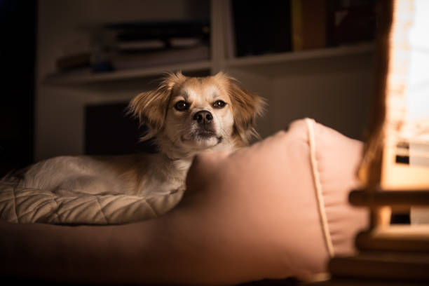 Small mixed breed yellow and white color dog laying in his bed by the night lamp