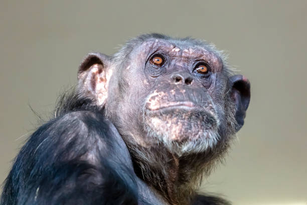 istock A Chimpanzee animal close up 1209345551