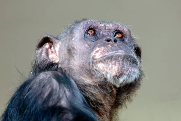 istock A Chimpanzee animal close up 1209345555