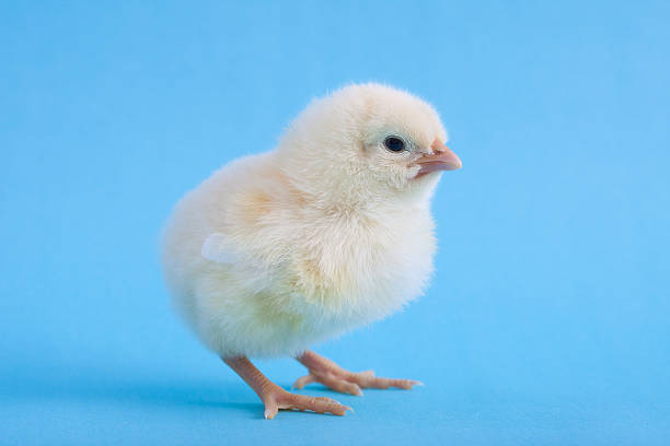 クローズアップの分離ベビーブルーにイエローのチキン - chicken bird close up domestic animals ストックフォトと画像