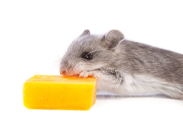 Close Up of Wild Mouse Eating Cheese on White Background  mus musculus stock pictures, royalty-free photos & images