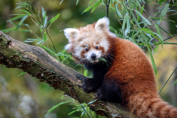 istock wild red panda in the forest 1209346891