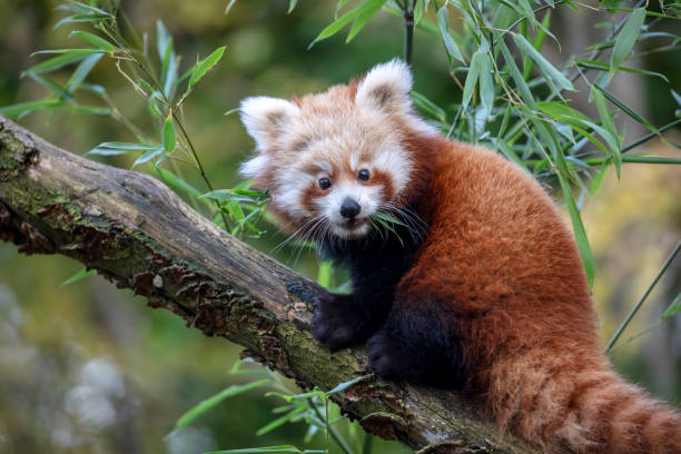 istock wild red panda in the forest 1209346909