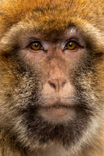 Young Barbary macaque on background,close up