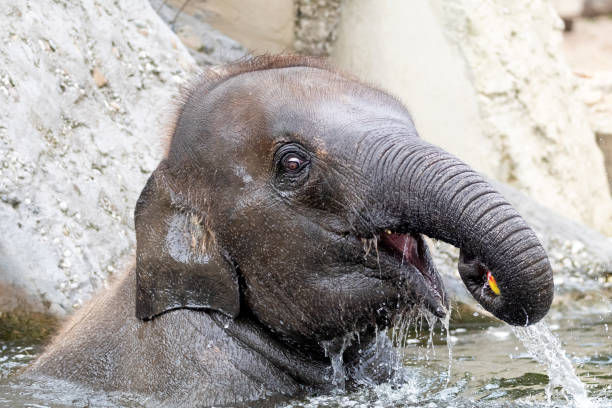 istock Young Indian Elephant in the water 1209346933