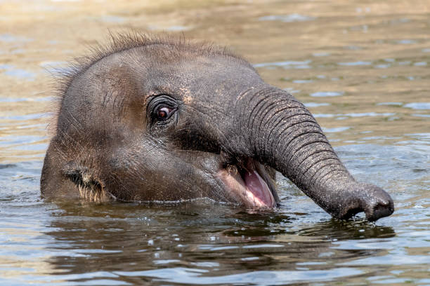 Young Indian Elephant in the water