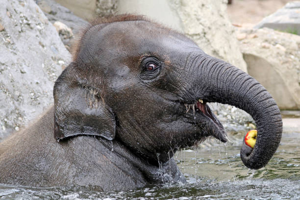 istock Young Indian Elephant in the water 1209346976