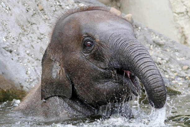 istock Young Indian Elephant in the water 1209346985