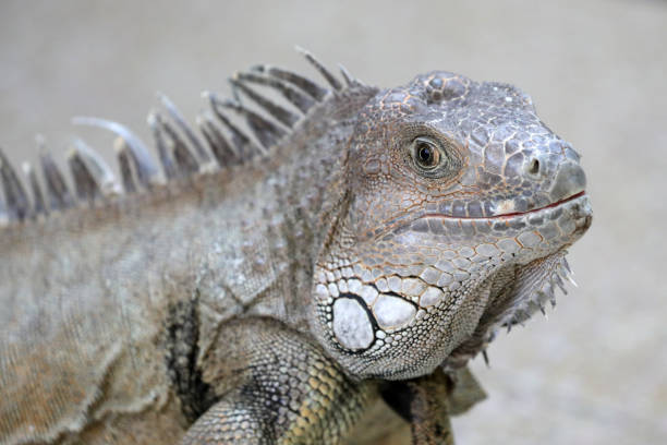 istock A close up of an iguana on the beach. 1209347024