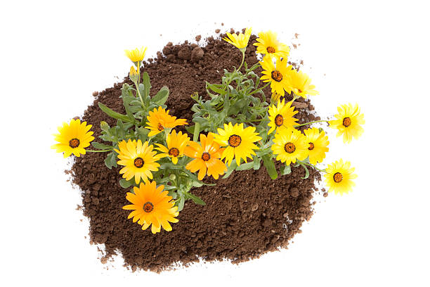 istock Flowering Daisy Plant in Dirt Isolated on White Background 120934748
