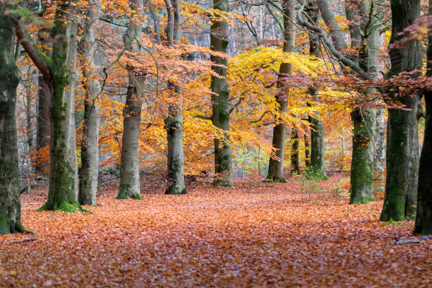 istock autumn trees in beautiful park 1209347619