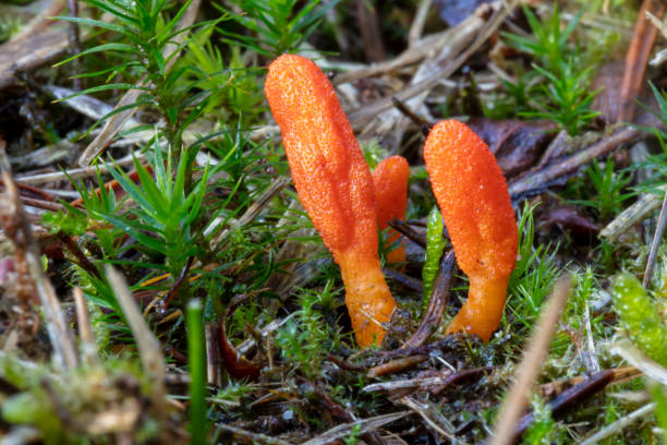 kolorowe dzikie cordyceps militaris grzyb zbliżenie widok - cordyceps zdjęcia i obrazy z banku zdjęć