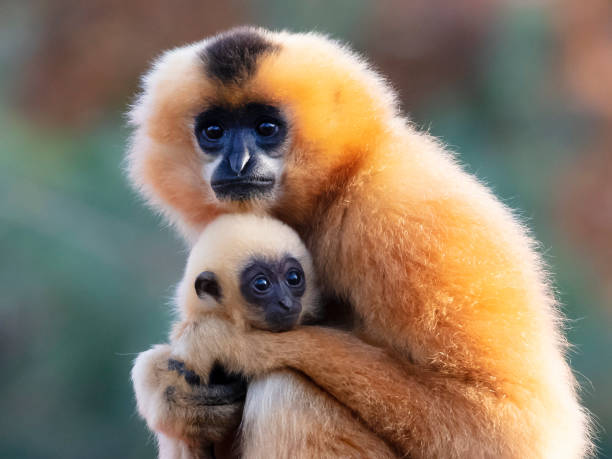 istock Two Yellow-cheeked Gibbon monkeys in the reserve 1209348962