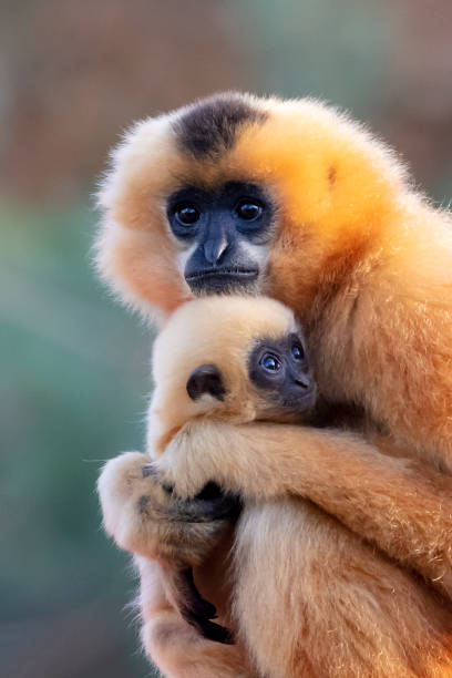 istock Two Yellow-cheeked Gibbon monkeys in the reserve 1209348968