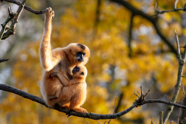 istock Two Yellow-cheeked Gibbon monkeys in the reserve 1209348975