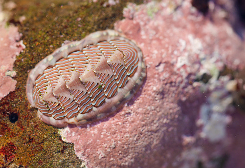 Tonicella lineata is a very colorful species of chiton from the North Pacific.
