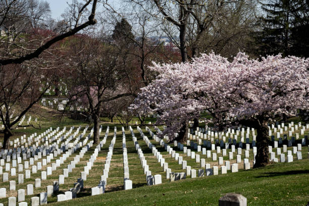 Springtime at Arlington Cemetery Arlington, VA, USA. April 2, 2019. Rows of cemetery stones at Arlington Cemetery during springtime. arlington cemetery in spring stock pictures, royalty-free photos & images