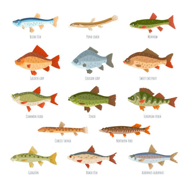bildbanksillustrationer, clip art samt tecknat material och ikoner med sötvattenfisk som isolerats på vit bakgrund - freshwater
