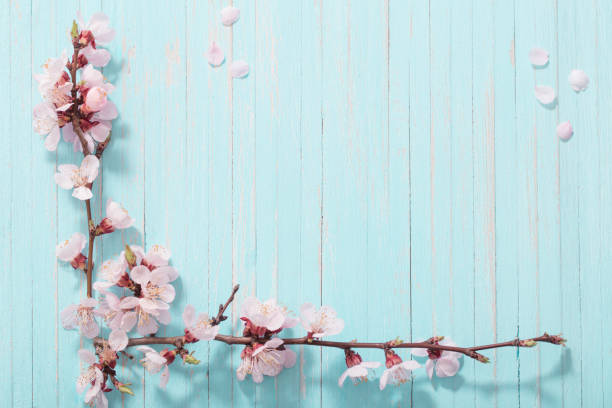 istock pink cherry flowers on blue background 1209354341
