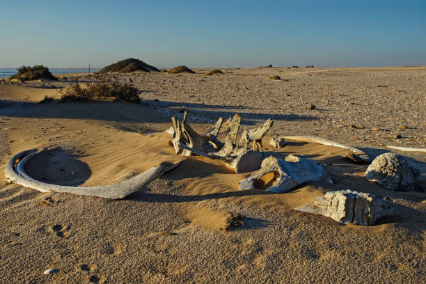Whale bones, bleached in the sun lying on the sand at Meob Bay whaling station, Namibia, Africa
